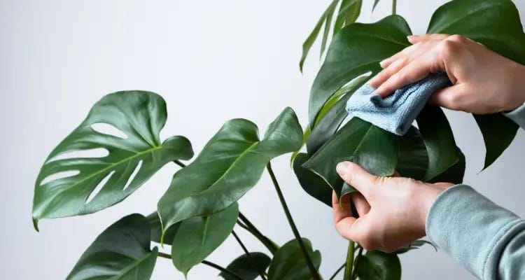 Monstera care at home