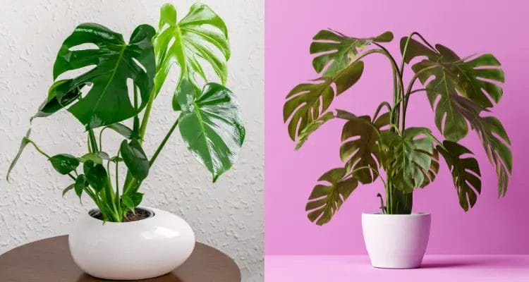 Watering Mature Monstera Plants vs. Young Plants