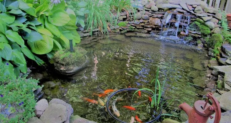 how to remove blur from koi pond