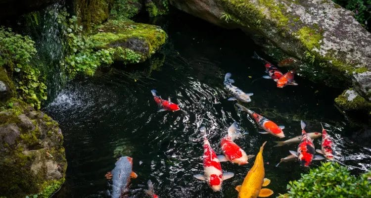 How To Get Crystal Clear Koi Pond Water: Keeping Your Pond Aesthetic 6 limit fish numbers