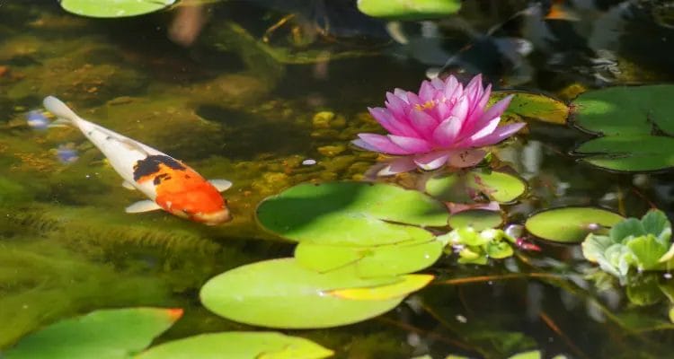 How To Get Crystal Clear Koi Pond Water: Keeping Your Pond Aesthetic 4 make the best out of flower power