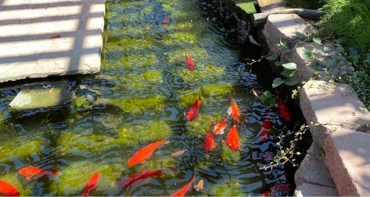 why the koi pond becomes blurred
