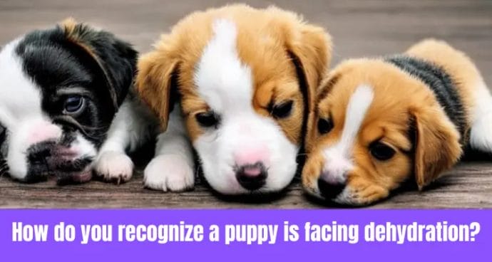 How do you recognize a puppy is facing dehydration?