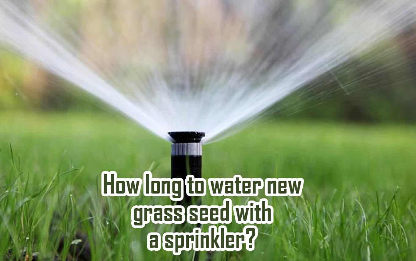 How Long To Water New Grass Seed With A Sprinkler?