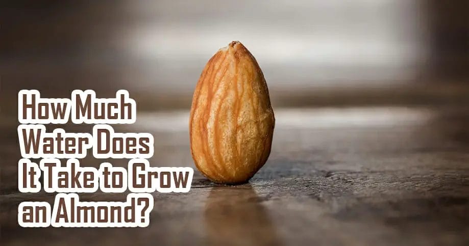 How much water does it take to grow an almond waterev