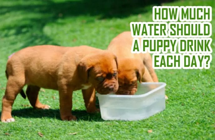 How much water should a puppy drink each day