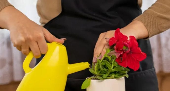How often should you water flowers in pots?