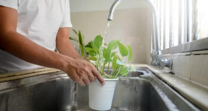 Water your plants