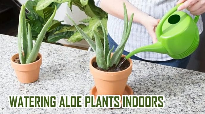 Watering aloe plants indoors