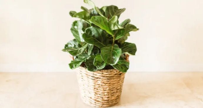 What is the amount of water a fiddle leaf fig requires?