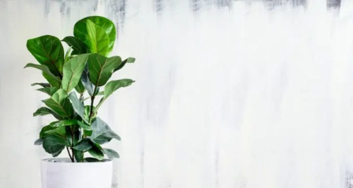 What is the best way to water a fiddle leaf fig?