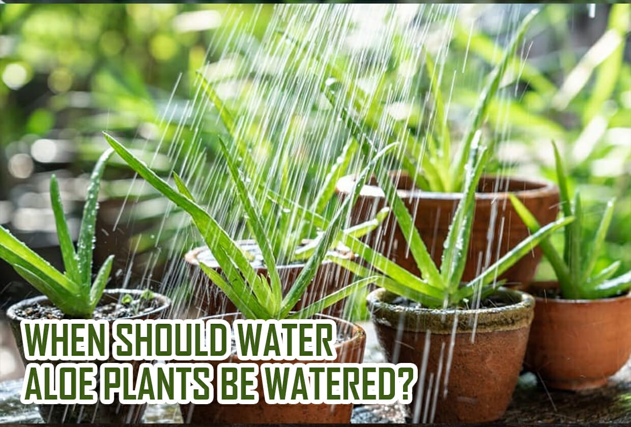 When should water aloe plants be watered