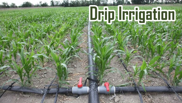 How Much Water Does Drip Irrigation Save? The Benefits, Cost, And Use