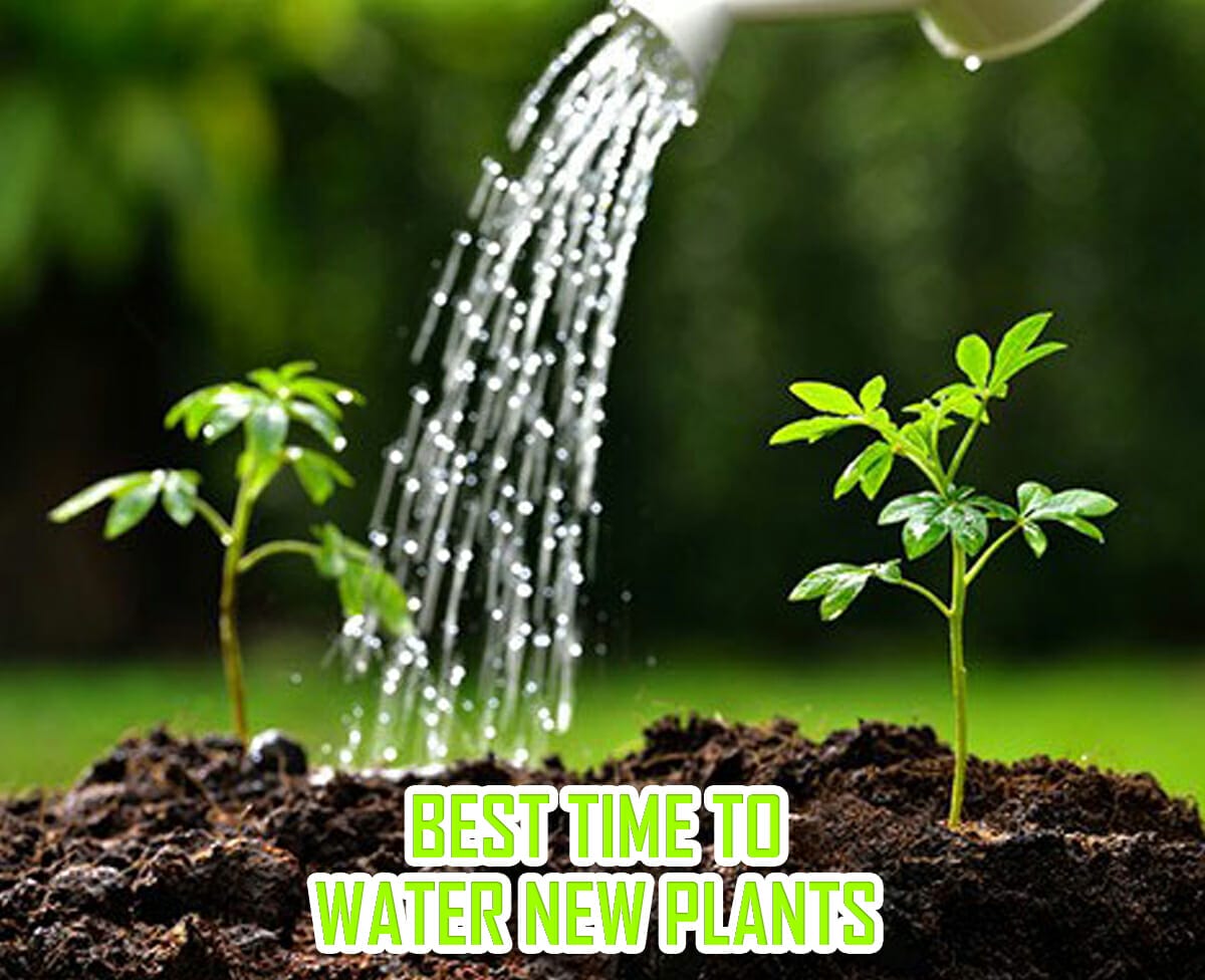 Best Time To Water New Plants Get Your New Flowers And Shrubs Off To A