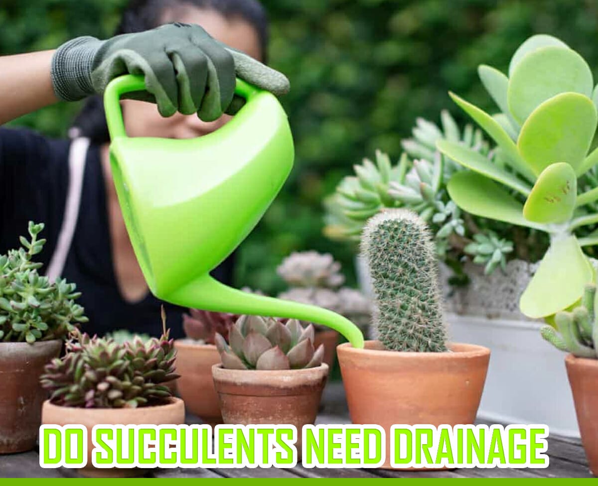 Do Succulents Need Drainage? Everything You Need To Know About Drainage