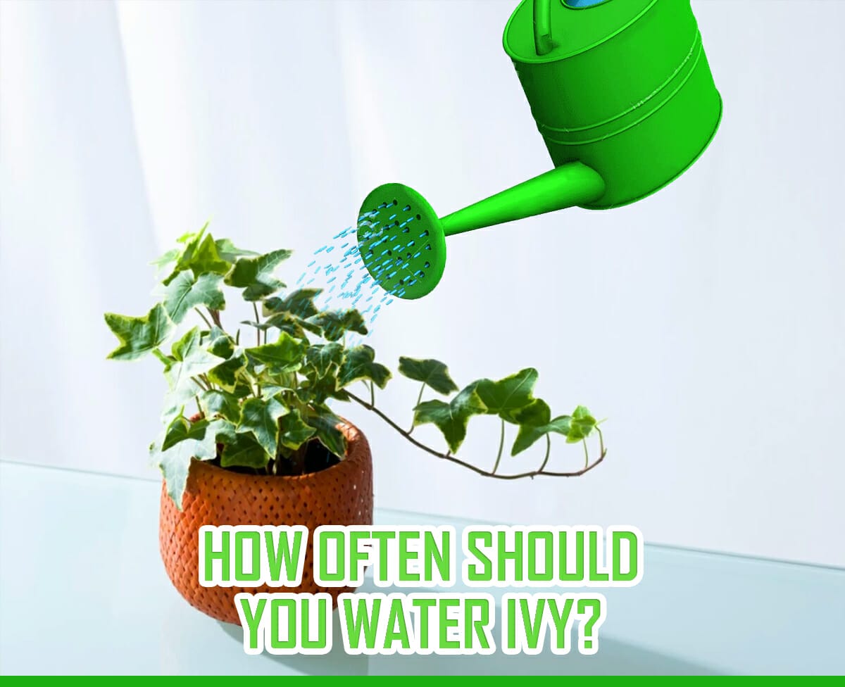 How Often Should You Water Ivy? Ivy Watering Tips