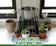 How To Water Plants While Away 4 Solutions For Busy Gardeners