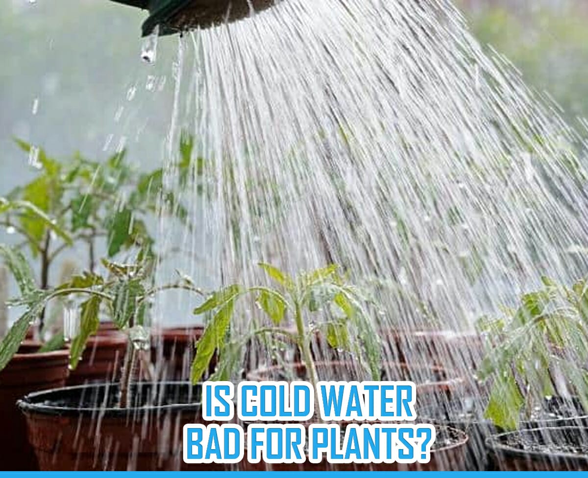 hot-or-cold-water-which-is-better-for-plant-growth