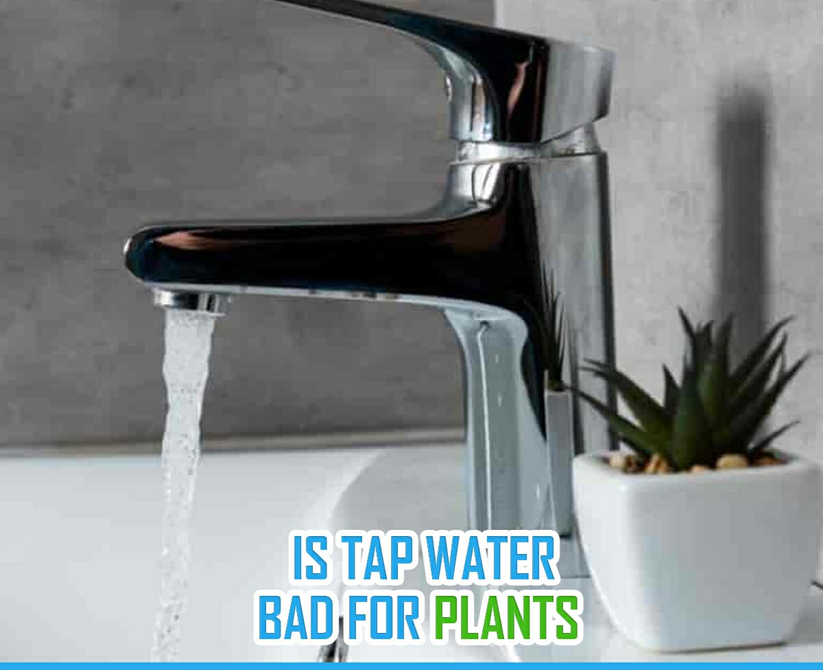 Is Tap Water Bad for Plants? [The Best Type of Water for Houseplants